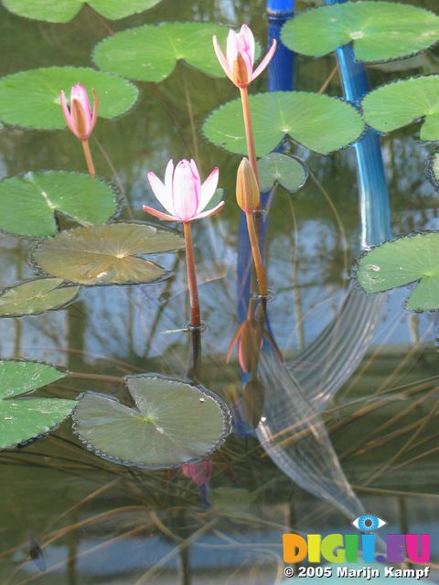 15412 Flowers and reflections of glass sculptures